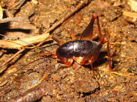 Image of Paratachycines (Paratachycines) ussuriensis Storozhenko 1990