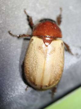 Cyclocephala melanocephala (Fabricius 1775)的圖片