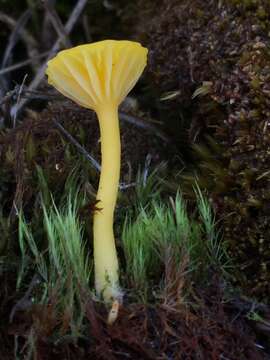 Image of Lichenomphalia hudsoniana (H. S. Jenn.) Redhead, Lutzoni, Moncalvo & Vilgalys 2002