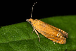 Image of Lathronympha