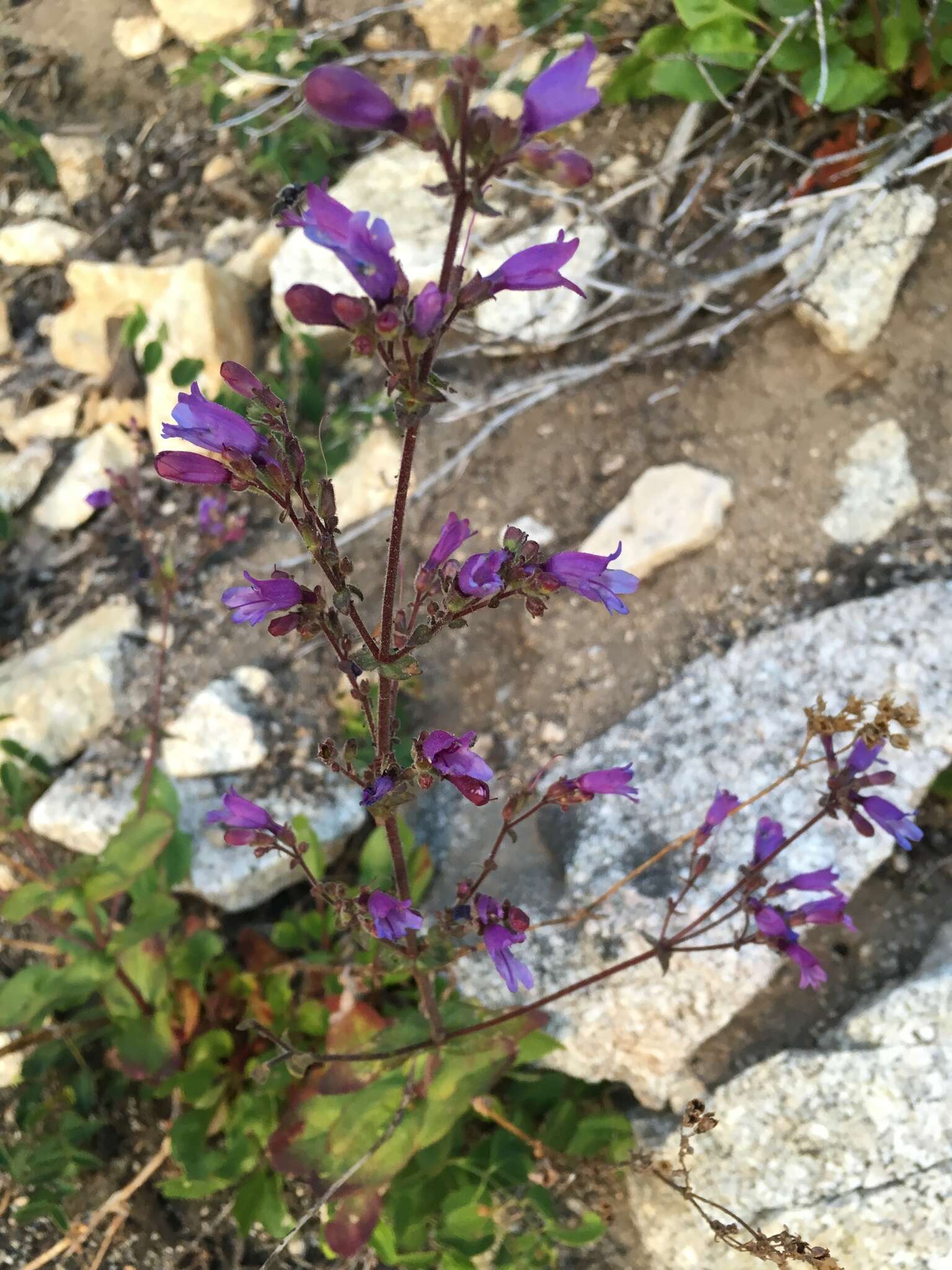 Image of Siskiyou beardtongue