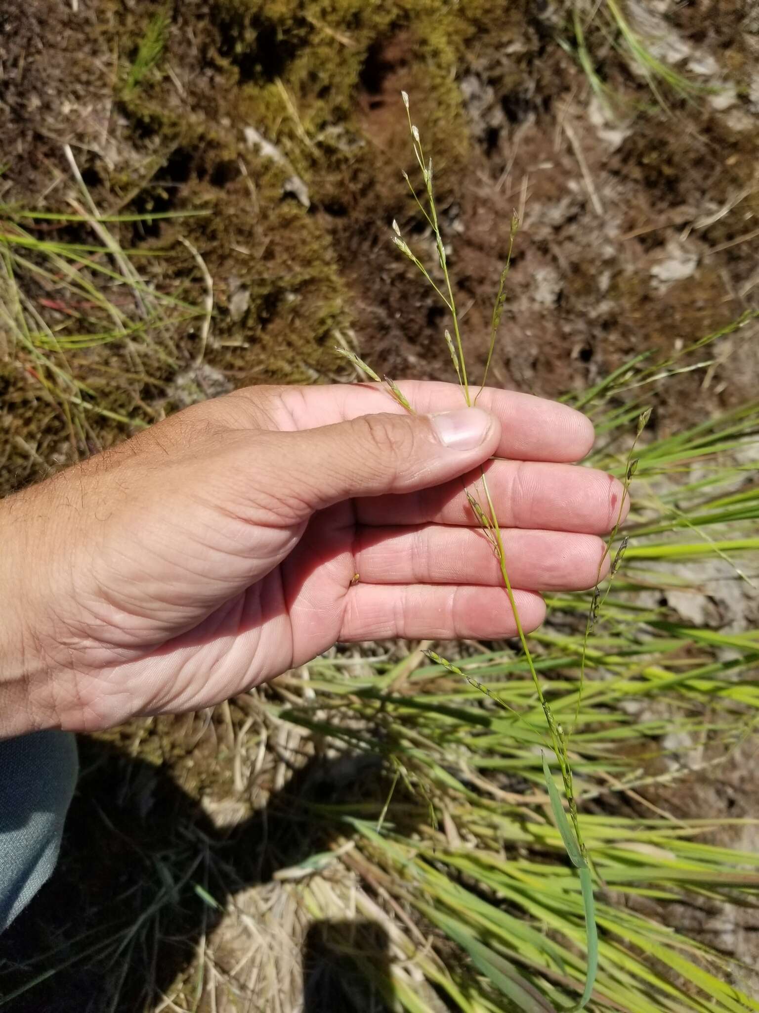 Imagem de Torreyochloa pallida var. pallida