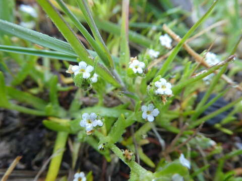 Plancia ëd Plagiobothrys scouleri (Hook. & Arn.) I. M. Johnst.