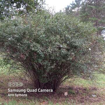 Image de Spiraea cantoniensis Lour.