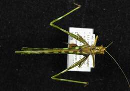 Image of Creosote Bush Katydid