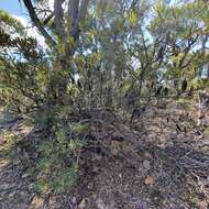 Image of Banksia penicillata (A. S. George) K. Thiele