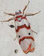 Image of Cyana puella (Drury 1773)