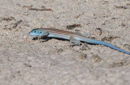 Imagem de Aspidoscelis inornatus gypsi (Wright & Lowe 1993)