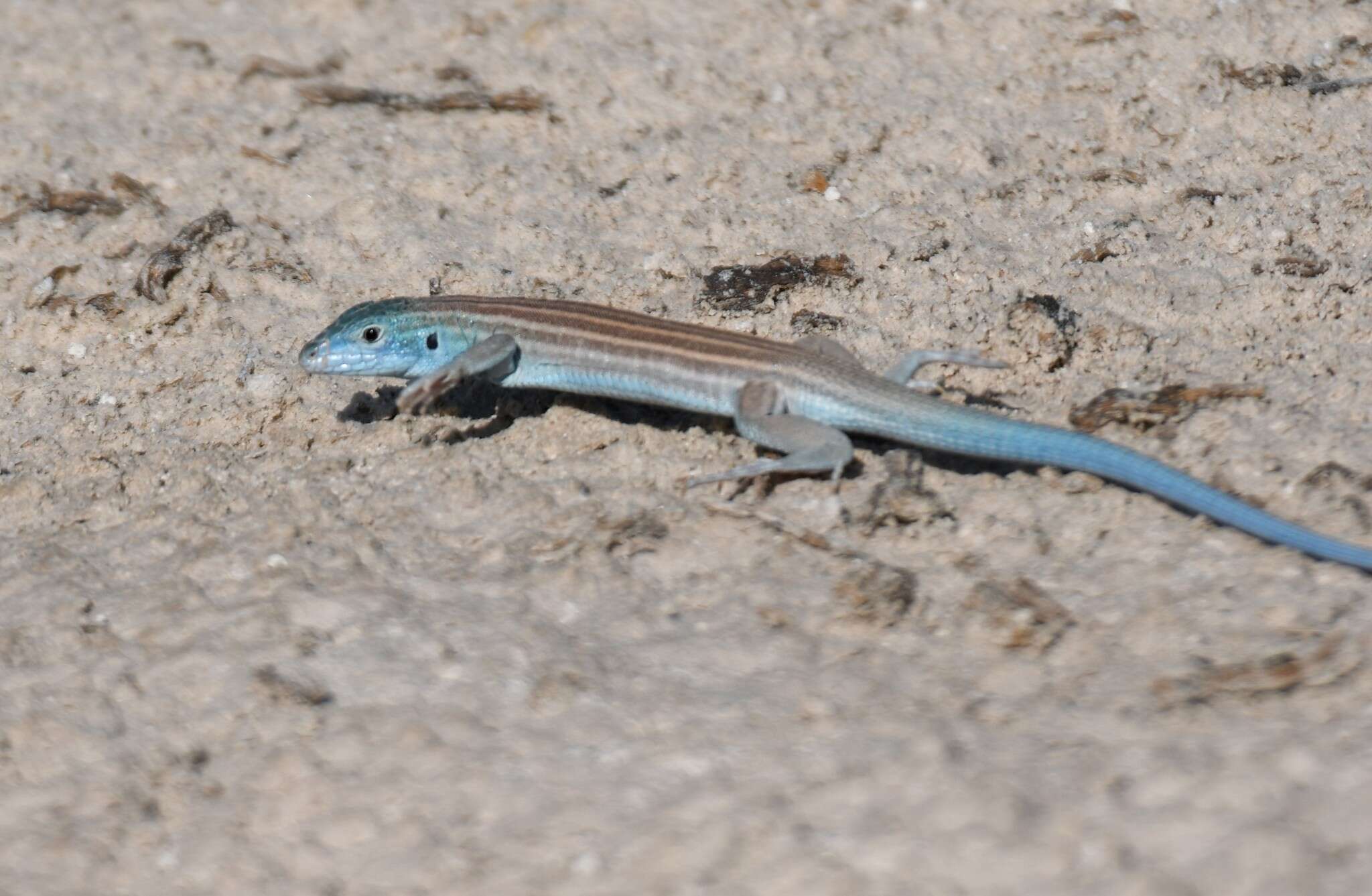 Image of Aspidoscelis inornatus gypsi (Wright & Lowe 1993)