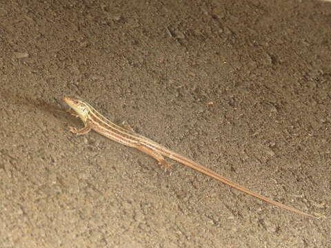 Image of Caucusus Emerald Lizard