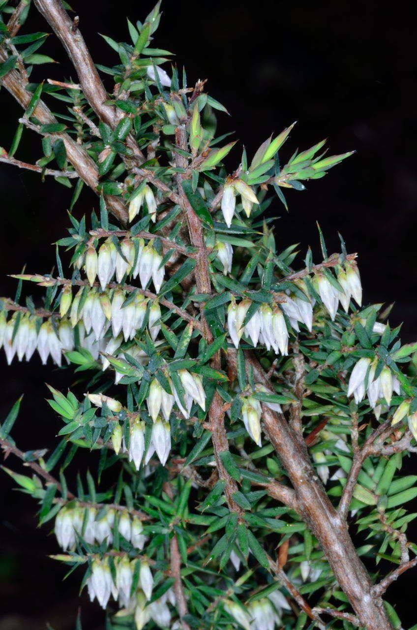 Image of Styphelia fletcheri subsp. brevisepala