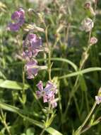 Image of Silene colorata Poir.