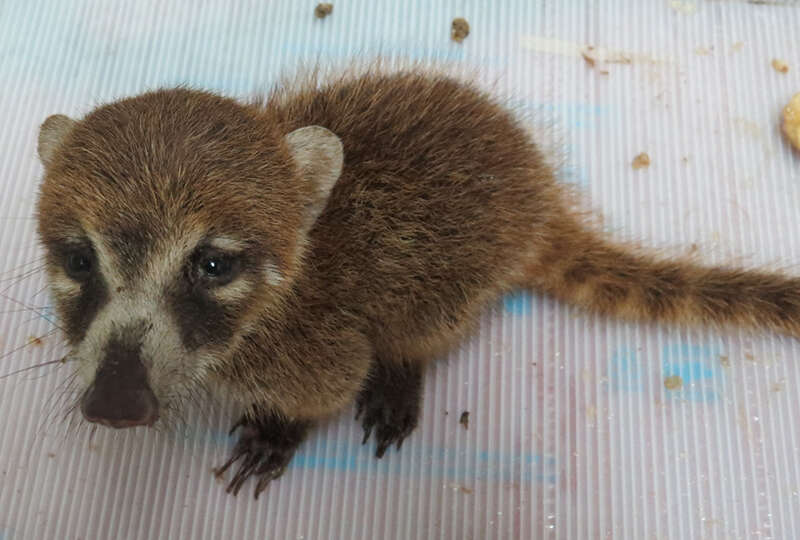 Image of Coati