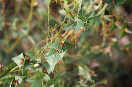 Plancia ëd Platylobium obtusangulum Hook.