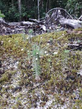 Image of Paepalanthus fasciculatus (Rottb.) Kunth