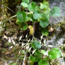 Image de Heuchera longipetala var. orizabensis (Hemsl.) R. A. Folk