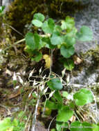 Image of Heuchera longipetala var. orizabensis (Hemsl.) R. A. Folk