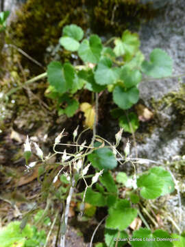 Image of Heuchera longipetala Moc. ex Ser.