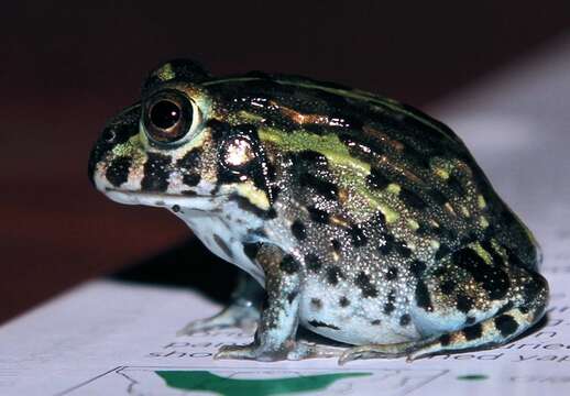 Image of African Bullfrog