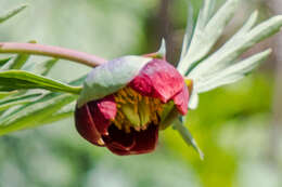 Image of California peony