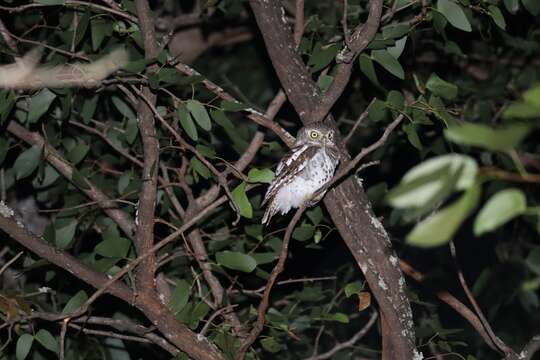 Image of Glaucidium capense ngamiense (Roberts 1932)