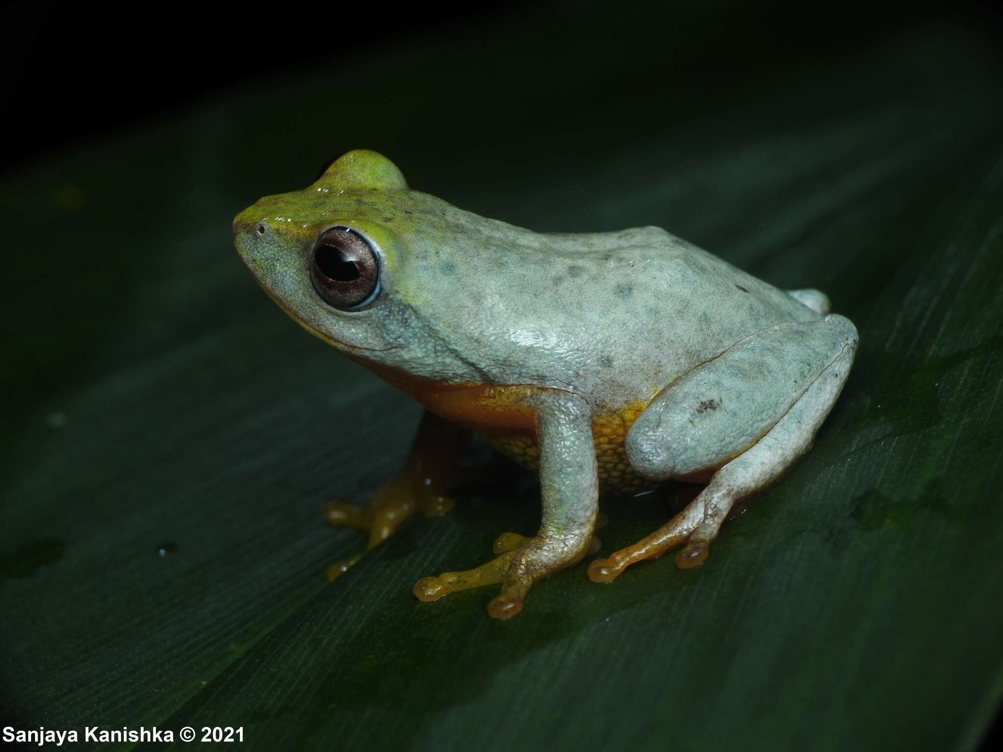 Plancia ëd Pseudophilautus asankai (Manamendra-Arachchi & Pethiyagoda 2005)