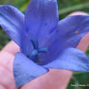 صورة Wahlenbergia krebsii subsp. krebsii