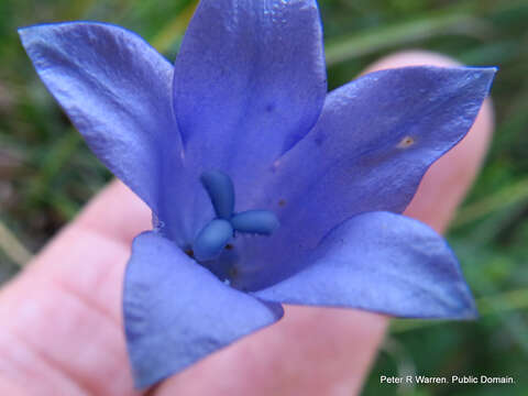 Imagem de Wahlenbergia krebsii subsp. krebsii