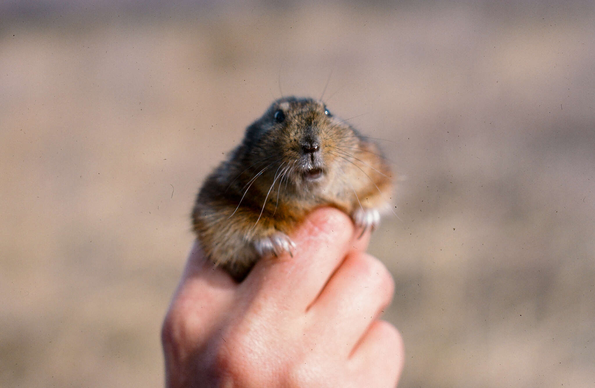 Image of Richardson's collared lemming