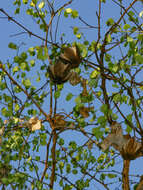 Image de Aristolochia albida Duch.