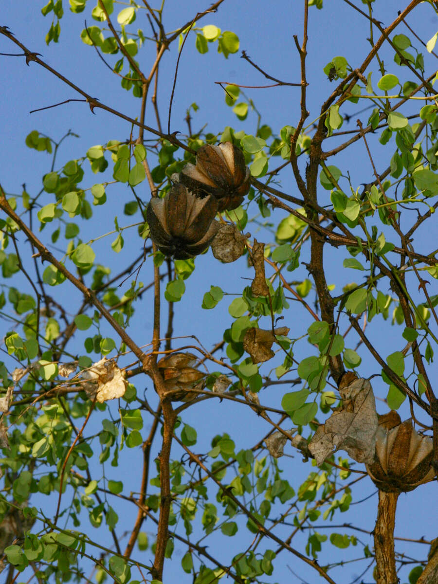 Image de Aristolochia albida Duch.