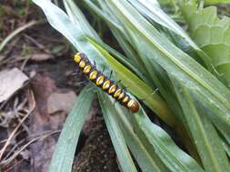 Imagem de Acronicta funeralis Grote & Robinson 1866