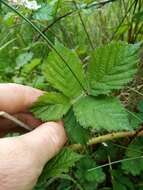 Image of Rubus conjungens (Bab.) Warren