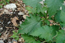 Image of Scrophularia divaricata Ledeb.