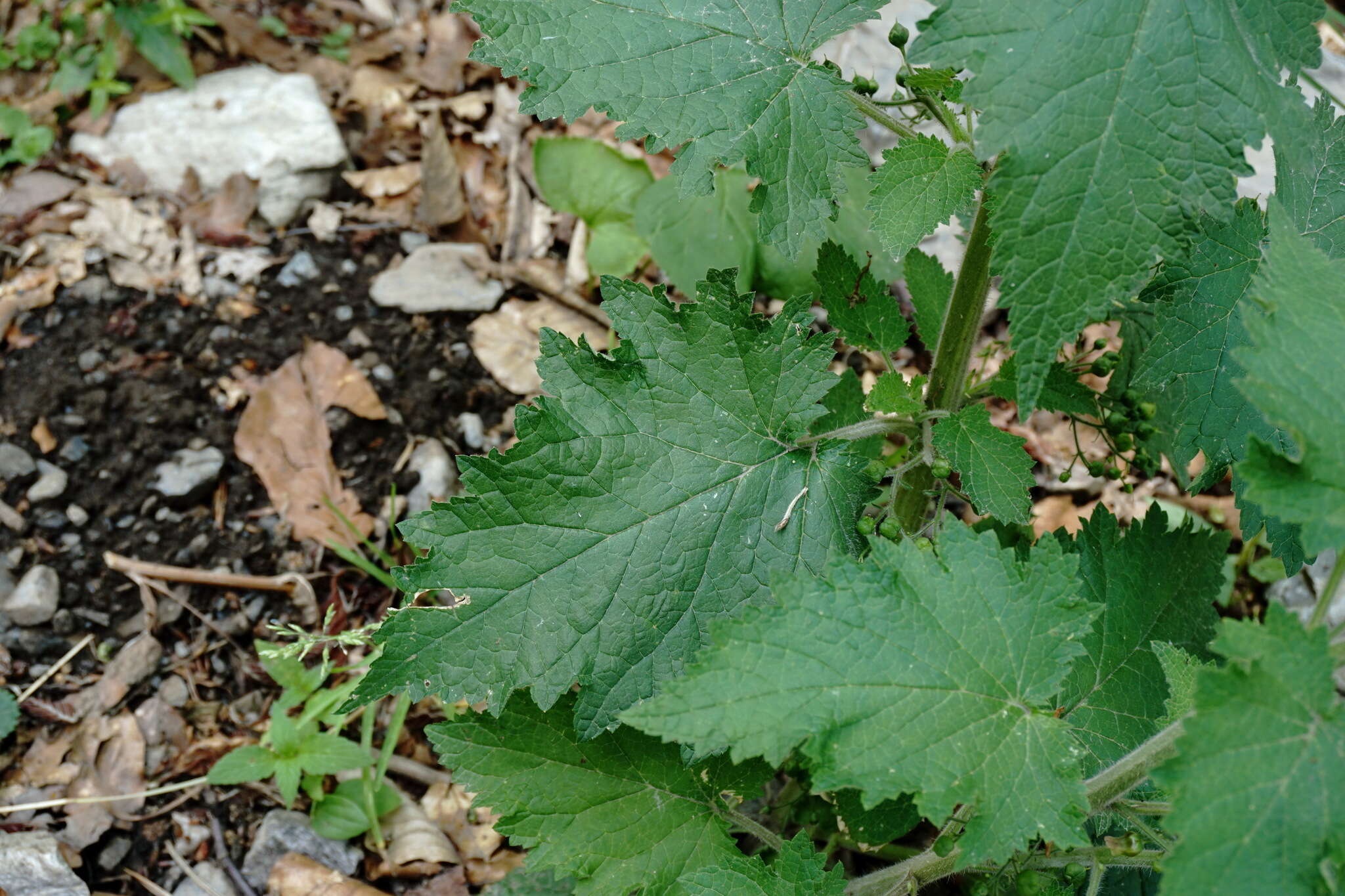 Scrophularia divaricata Ledeb. resmi