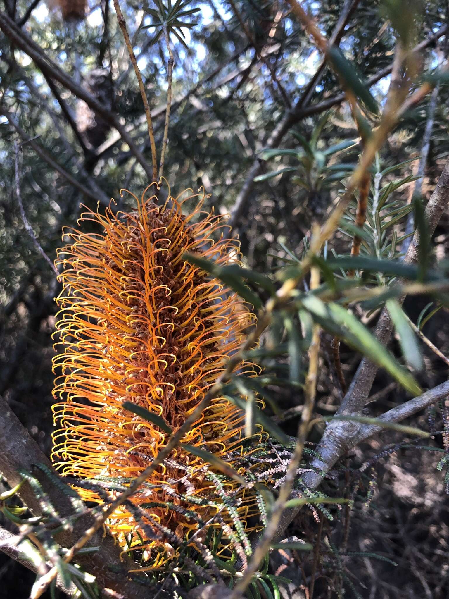 Imagem de Banksia ericifolia subsp. ericifolia