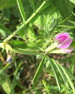 Imagem de Vicia sativa subsp. nigra (L.) Ehrh.