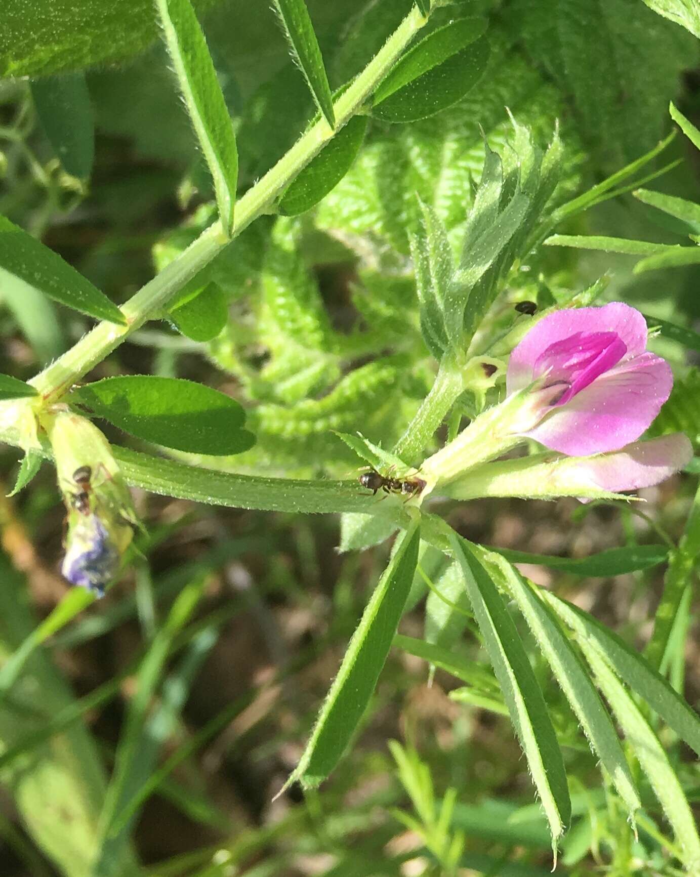 Imagem de Vicia sativa subsp. nigra (L.) Ehrh.