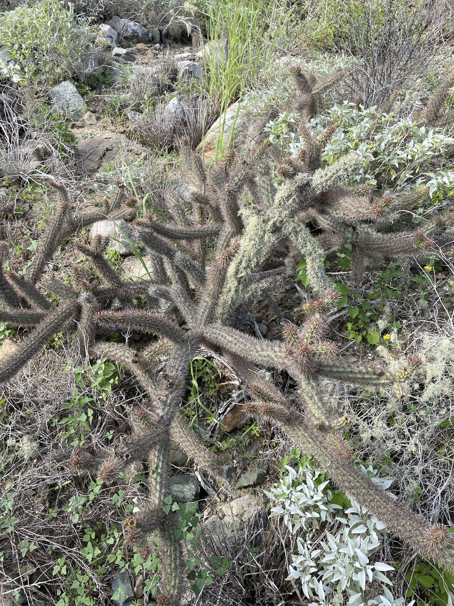 Imagem de Cylindropuntia santamaria (E. M. Baxter) Rebman