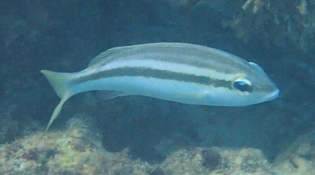 Image of Pale monocle bream