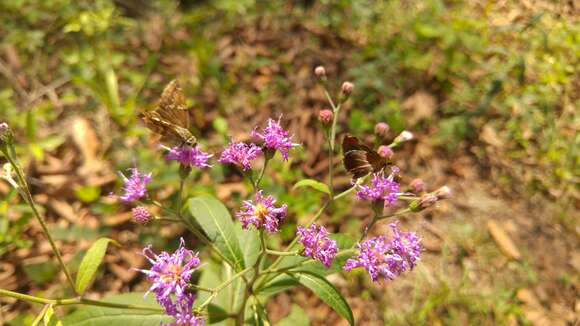 صورة Vernonia greggii A. Gray