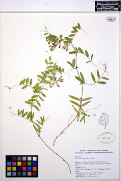 Image of American vetch