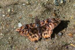 Image of Noctuana diurna Butler 1870