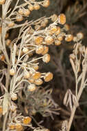 Image of Artemisia arborescens L.