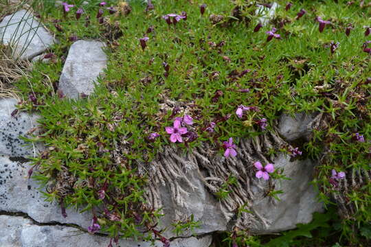 Image of moss campion