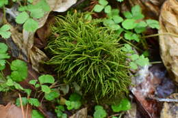 Image of myuroclada moss