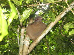 Image of Hawks' Sportive Lemur