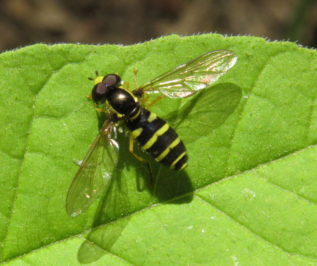 Xanthogramma flavipes (Loew 1863) resmi