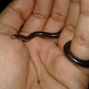 Image of Joshua's Blind Snake