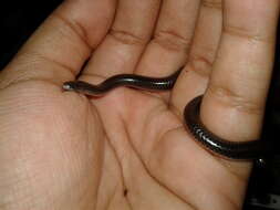 Image of Joshua's Blind Snake